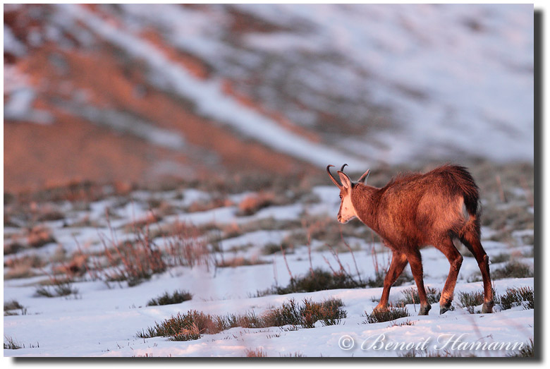 Chamois
