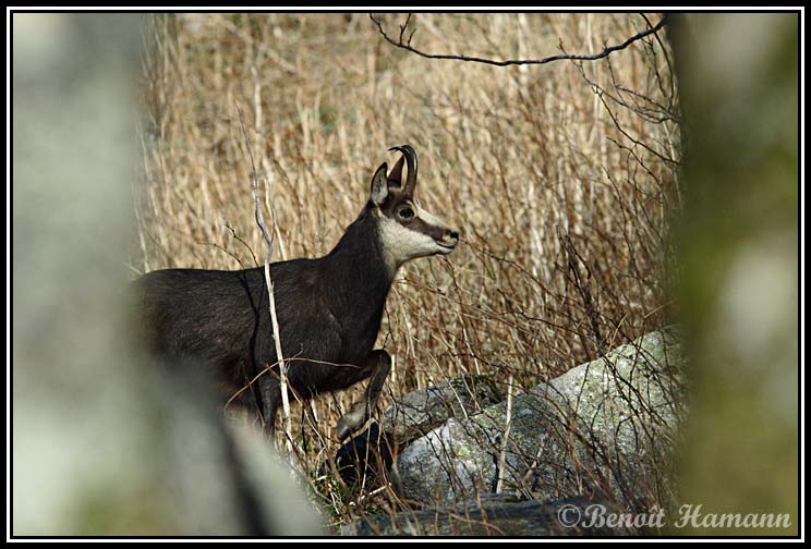 chamois(15)