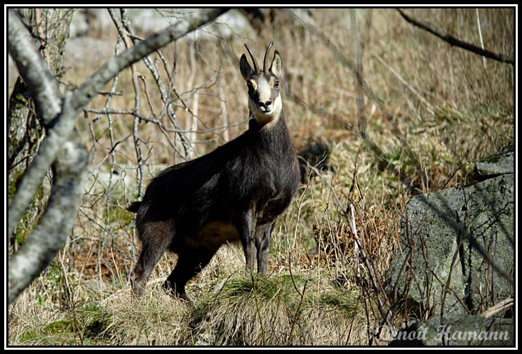 chamois(16)