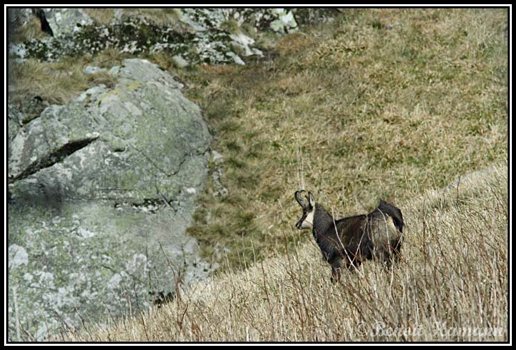 chamois(20)