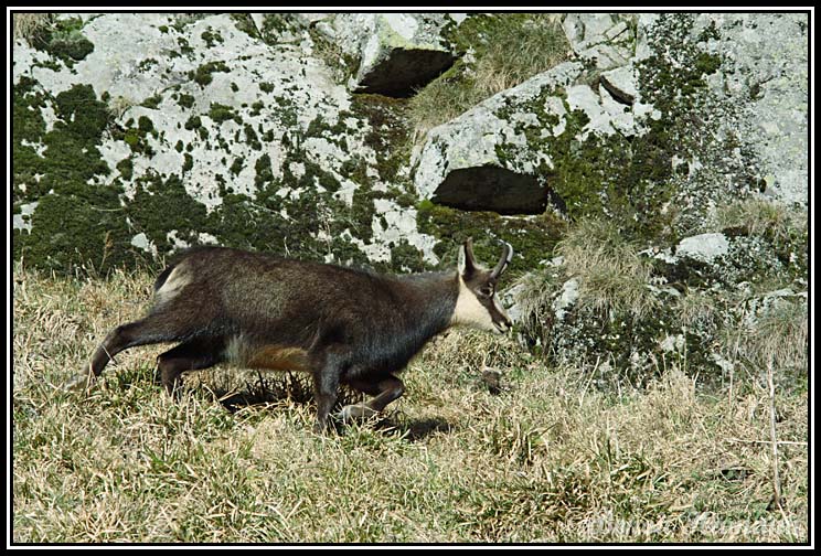 chamois(22)