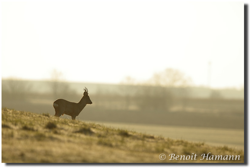 Brocard en contre jour