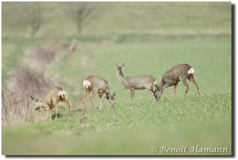 Groupe de chevreuils
