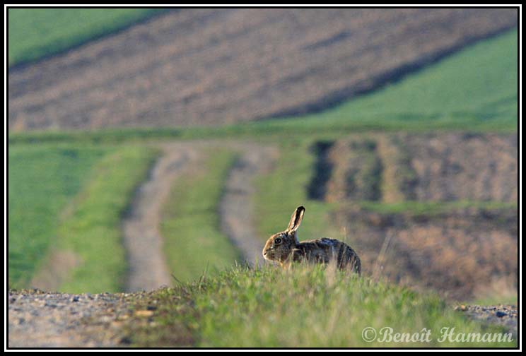 lievre(20)