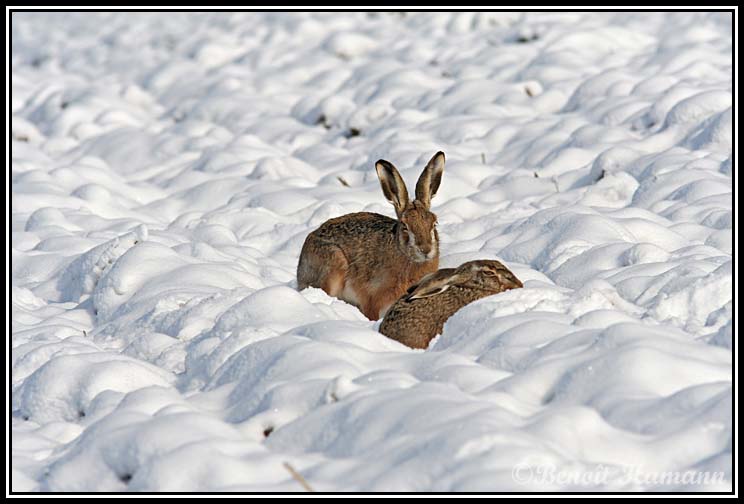 lievre(3)