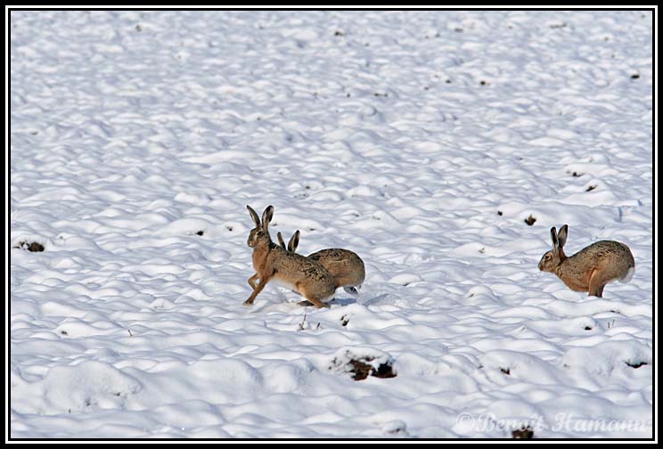 lievre(6)