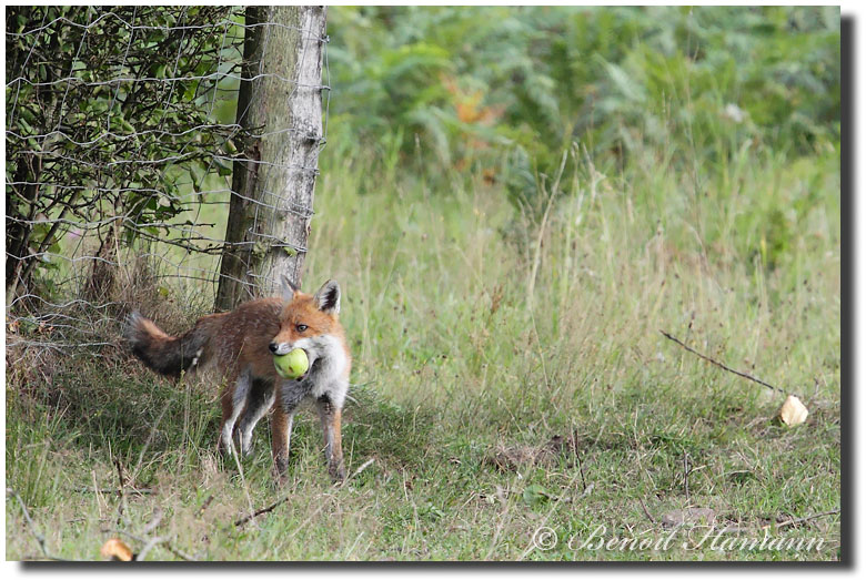 Le renard et la pomme