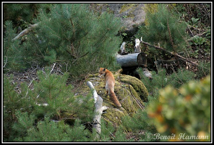 Renard