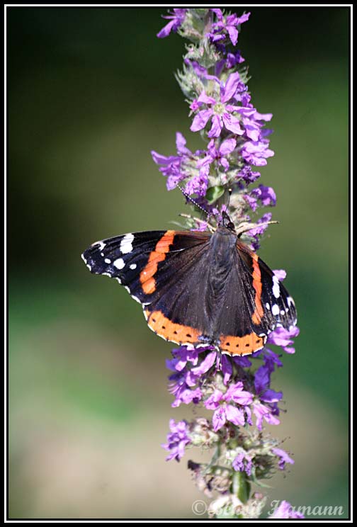 insecte(7)