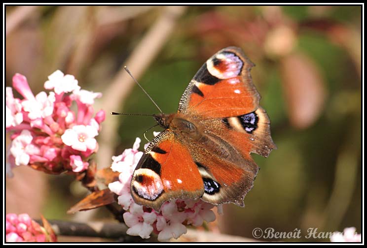 insecte(9)
