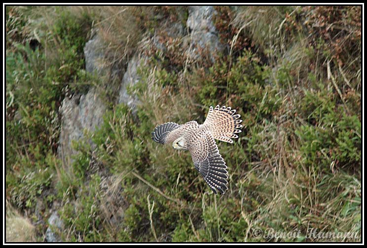 faucon crécerelle