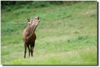 Brame du cerf