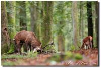 frotti d'un beau cerf