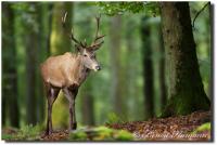 jeune cerf