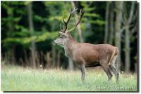 Cerf