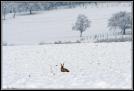 lievre(1)