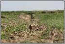 lievre(17)