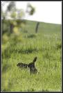 lievre(27)