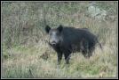 sanglier(9)